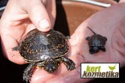 Fiatal mocsári teknősök (24)